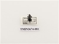 藏品(象鼻蟲(2))的圖片